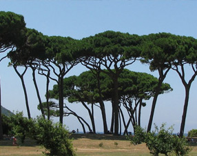 THE SEA AND THE VALLEY CORNIA